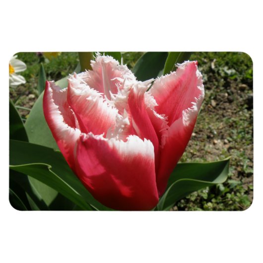 Roze tulp Premium Magnet Magneet (Horizontaal)