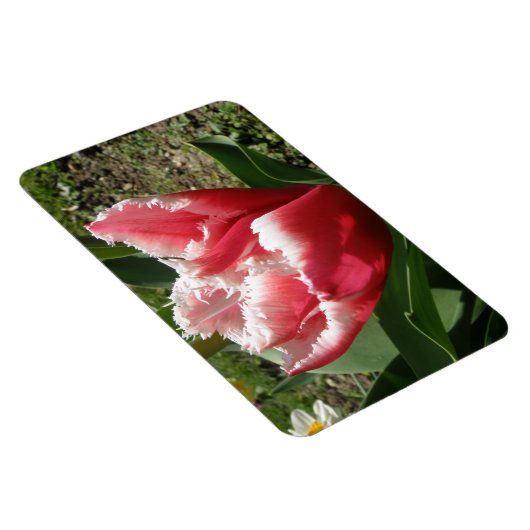 Roze tulp Premium Magnet Magneet (Rechterzijde)