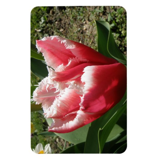 Roze tulp Premium Magnet Magneet (Verticaal)
