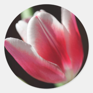 Roze tulp ronde sticker