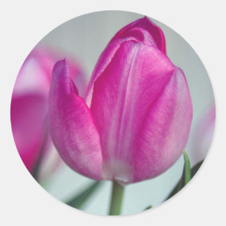 Roze tulp ronde sticker