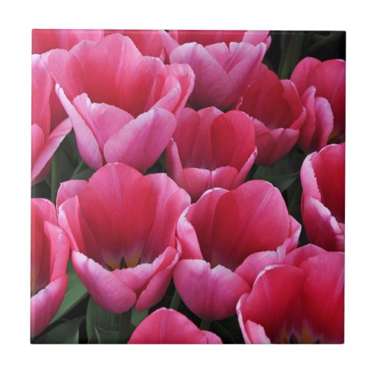 Roze tulp schoonheid tegeltje (Voorkant)