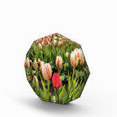 Roze tulp staat klaar fotoblokken (Rechts)