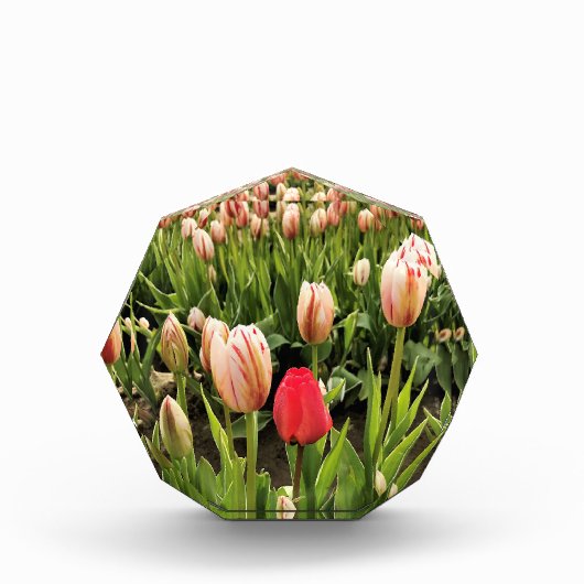 Roze tulp staat klaar fotoblokken (Voorkant)