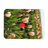 Roze tulp staat klaar magneet (Horizontaal)