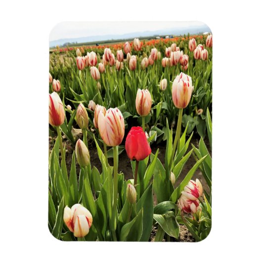 Roze tulp staat klaar magneet (Verticaal)