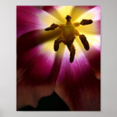 Roze Tulp Stilleven Fotografie Poster (Voorkant)
