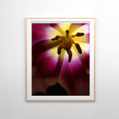 Roze Tulp Stilleven Fotografie Poster