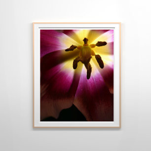 Roze Tulp Stilleven Fotografie Poster