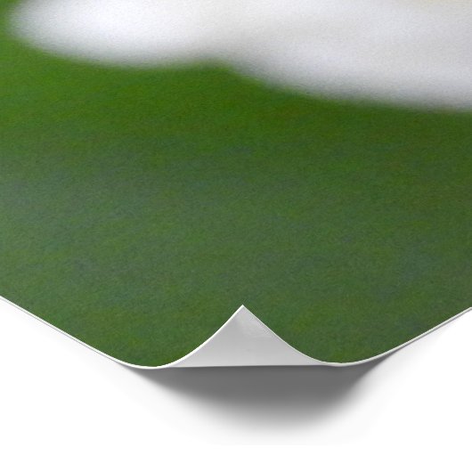 Roze Tulp witte vleermuizen Poster (Hoek)