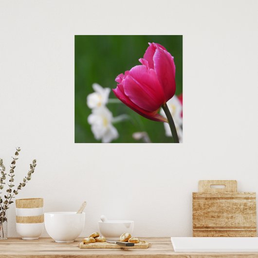Roze Tulp witte vleermuizen Poster (Keuken)