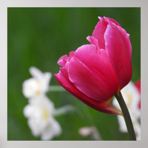 Roze Tulp witte vleermuizen Poster