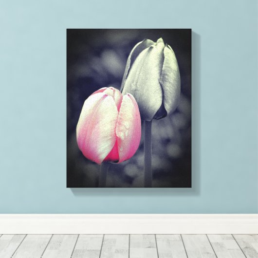 Roze Tulp zwart-wit, partiële kleur Canvas Afdruk (Insitu (Houten vloer))