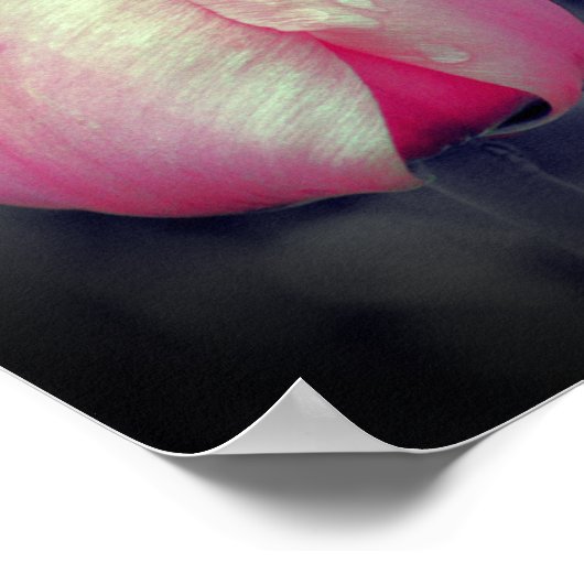 Roze Tulp zwart-wit, partiële kleur Poster (Hoek)