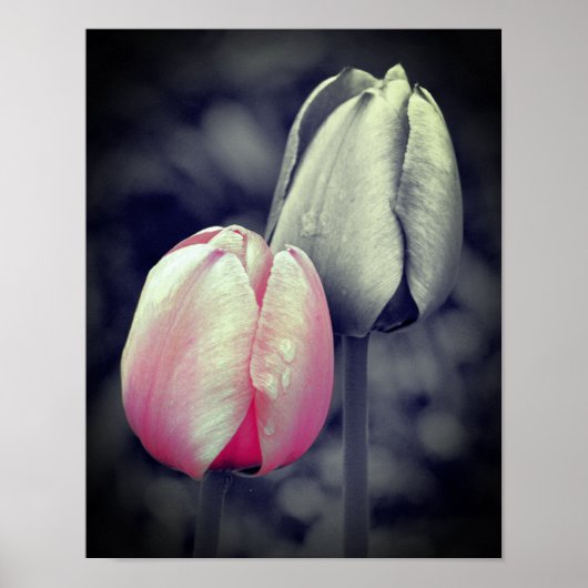 Roze Tulp zwart-wit, partiële kleur Poster (Voorkant)