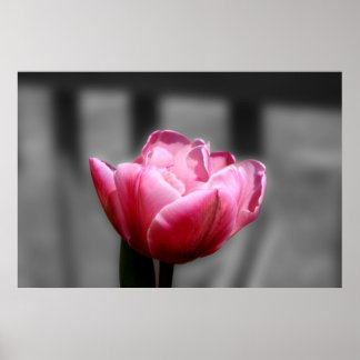 Roze tulp zwart-wit poster of druk
