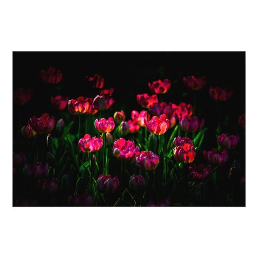 Roze tulpbloemen foto afdruk (Voorkant)