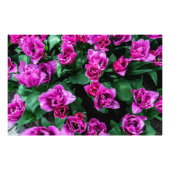 Roze tulpbloemen foto afdruk (Voorkant)