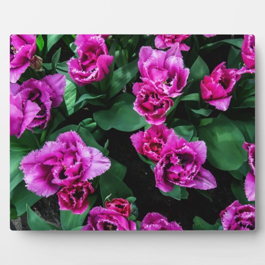 Roze tulpbloemen fotoplaat (Voorkant)