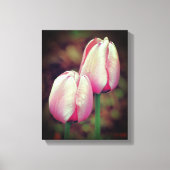 Roze tulpbloemen met regendruppels canvas afdruk (Voorkant)