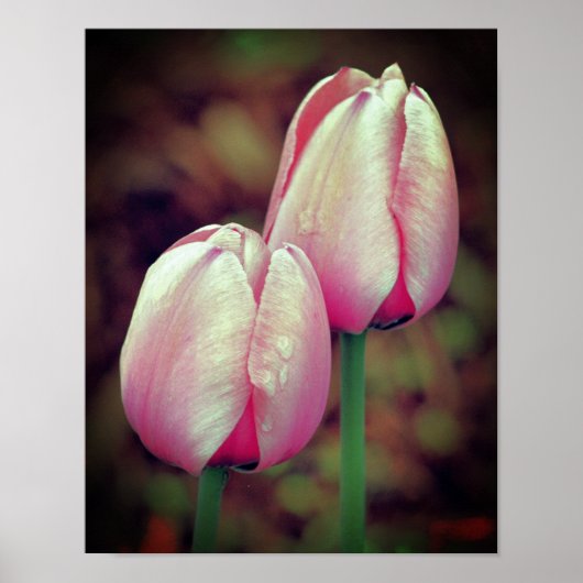 Roze tulpbloemen met regendruppels poster (Voorkant)