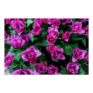 Roze tulpbloemen perfect poster