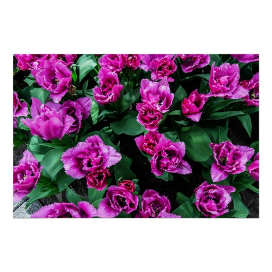 Roze tulpbloemen perfect poster (Voorkant)