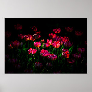 Roze tulpbloemen poster