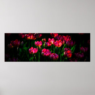 Roze tulpbloemen poster