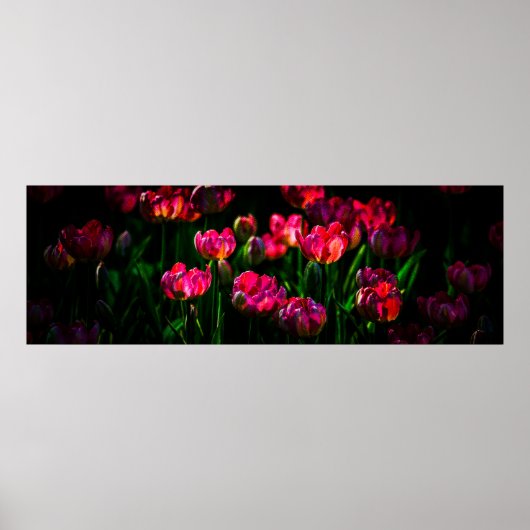 Roze tulpbloemen poster (Voorkant)