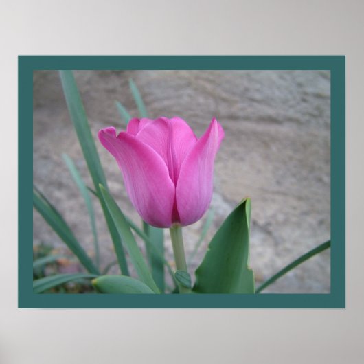 Roze tulpdruk poster (Voorkant)