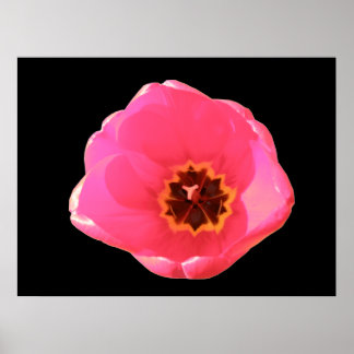 Roze tulpdruk poster
