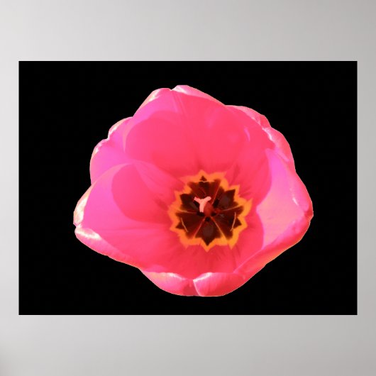 Roze tulpdruk poster (Voorkant)
