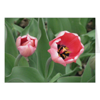 Roze tulpen