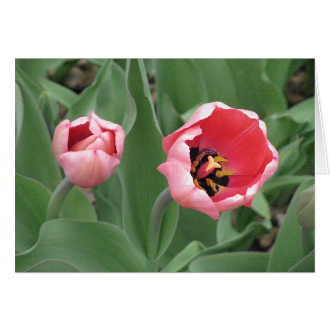 Roze tulpen (Voorkant Horizontaal)
