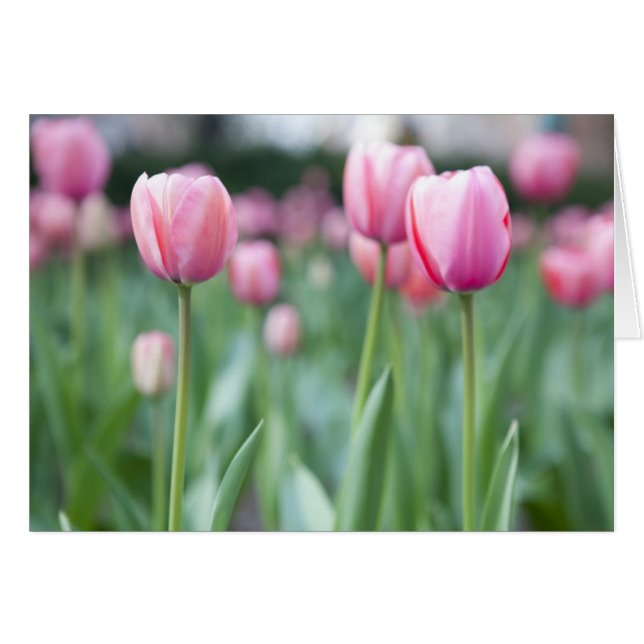 Roze tulpen (Voorkant Horizontaal)