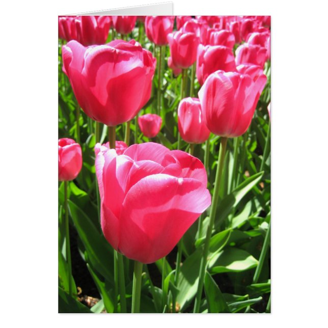 Roze tulpen (Voorkant)