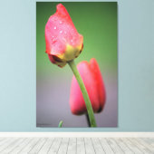 Roze tulpen Afdrukken op foto's (Insitu (Houten vloer))