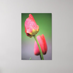 Roze tulpen Afdrukken op foto's