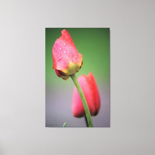 Roze tulpen Afdrukken op foto's (Voorkant)