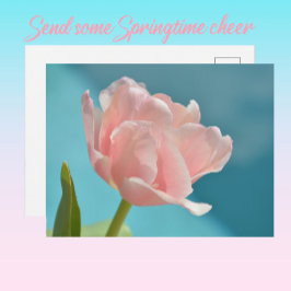  Roze Tulpen Baby Blue Springtime Briefkaart
