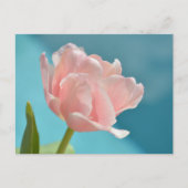 Roze Tulpen Baby Blue Springtime Briefkaart (Voorkant)