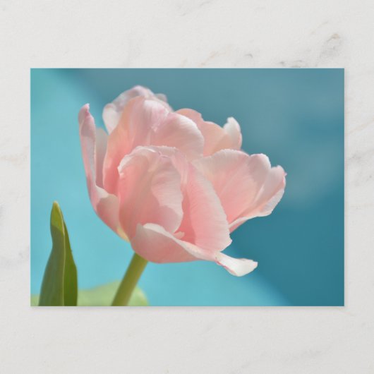  Roze Tulpen Baby Blue Springtime Briefkaart (Voorkant)