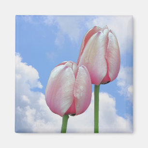 Roze Tulpen Blauwe Hemel Bloemen Magneet