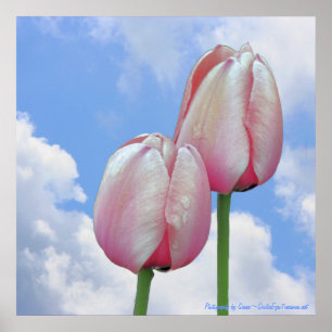 Roze Tulpen Blauwe Hemel Natuur Bloemenprint Poster