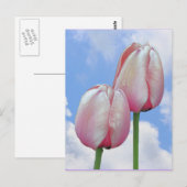 Roze Tulpen Blauwe Hemel Wolken Natuur Briefkaart (Voorkant / Achterkant)