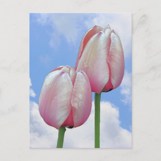 Roze Tulpen Blauwe Hemel Wolken Natuur Briefkaart (Voorkant)