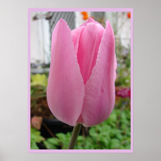 Roze Tulpen Bloemen Tuin Poster (Voorkant)