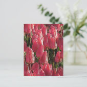 Roze Tulpen Bloemstuk Briefkaart (Staand voorkant)