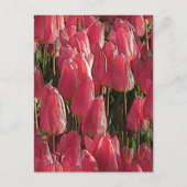 Roze Tulpen Bloemstuk Briefkaart (Voorkant)